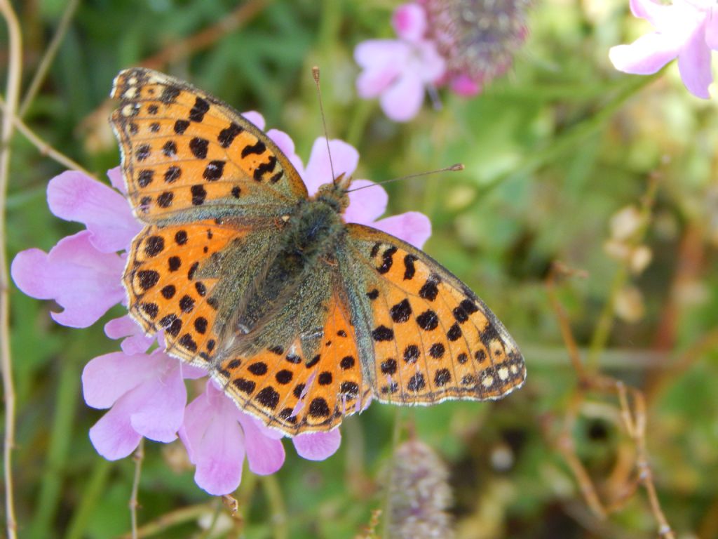 Issoria lathonia e Argynnis (Fabriciana) niobe